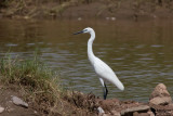 Little Egret (Egretta garzetta)