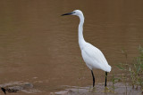 Little Egret (Egretta garzetta)