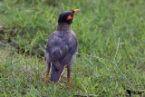 Bank Myna (Acridotheres ginginianus)