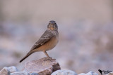 Desert Lark (Ammomanes deserti)