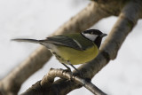 Great tit (Parus major)