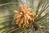 Pine tree_03