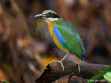 Mangrove Pitta