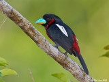 Black and Red Broadbill