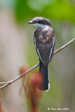 Bar-winged Flycatcher-Shrike