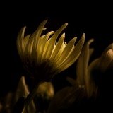 Chrysanthemum IV