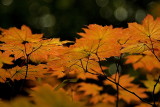 Autumn Colours XIV