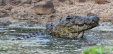 Nile Crocodile feeding