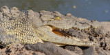 Young Nile Crocodile