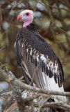 White-headed Vulture