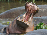 Hippo