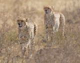 Cheetahs