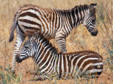 Young Zebras