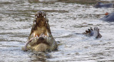 Nile Crocodile feeding