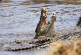 Nile Crocodile feeding