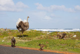 Ostrich chasing baboons