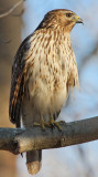 Immature Red-shouldered Hawk, Near Mercer Wetlands, Atlanta