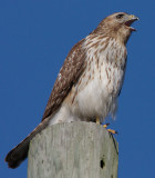 Immature female Red-shouldered Hawk, near Mercer Wetlands, Atlanta