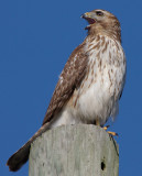 Immature female Red-shouldered Hawk, near Mercer Wetlands, Atlanta