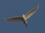 IMG_9864_DxO_RAW.jpg