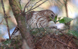 Immature Female Red-shouldered Hawk placing nest material, Mercer Wetlands