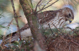 Immature Female Red-shouldered Hawk on nest, Mercer Wetlands