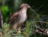 Immature Female Red-shouldered Hawk gathering nest material, Mercer Wetlands