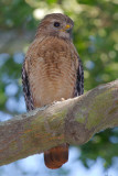 Male Red-shouldered Hawk, Mercer Wetlands