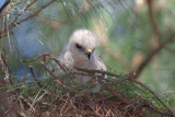 Red-shouldered Hawk chick, Mercer Wetlands