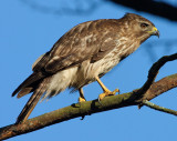 Immature Female Red-shouldered Hawk, Mercer Wetlands