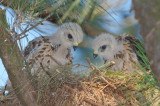 Red-shouldered Hawk chicks, Mercer Wetlands