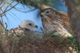 Red-shouldered Hawk mother and chick, Mercer Wetlands