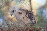 Red-shouldered Hawk chick, Mercer Wetlands