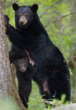 Black Bear Mother and Cub