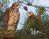 Red-shouldered Hawk Chicks, Mercer Wetlands