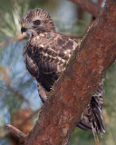 Red-shouldered Hawk Chick, Mercer Wetlands