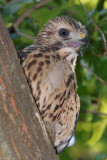 Red-shouldered Hawk Chick, Mercer Wetlands