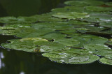 Tiny Frog on Lily Pad