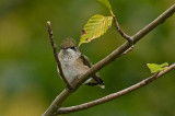 Female Ruby-Throated Hummingbird