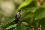 Female Ruby-Throated Hummingbird