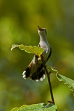 Female Ruby-Throated Hummingbird