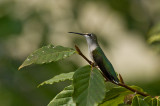 Female Ruby-Throated Hummingbird