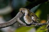 Female Ruby-Throated Hummingbird -- Preening