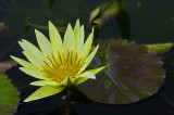 Lily at the Biltmore Estate