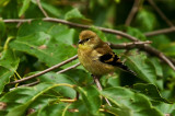 American Goldfinch