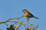 Yellow-Rumped Warbler