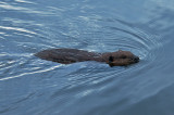 Beaver on Lake Montclair