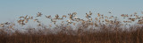 Sandhill Cranes and Two Whooping Cranes in Flight