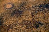 42 Ibis and many Sandhill Cranes
