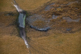 Wetland, Sandhill Cranes, and Cow Paths